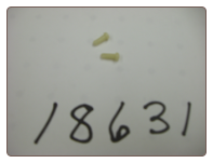 tm Plastic Float Arm Pins (2 per package) (comes in #18313 hardware kit) tm Plastic Float Arm Pins (2 per package) (comes in #18313 hardware kit)